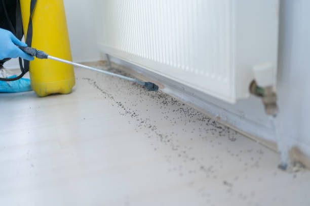 Best Ant Control Services  in Jamestown West, NY