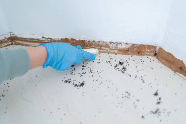 Best Pest Control Treatment  in Jamestown West, NY
